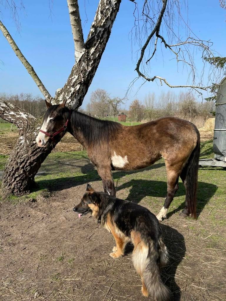 Painthorse, Jument