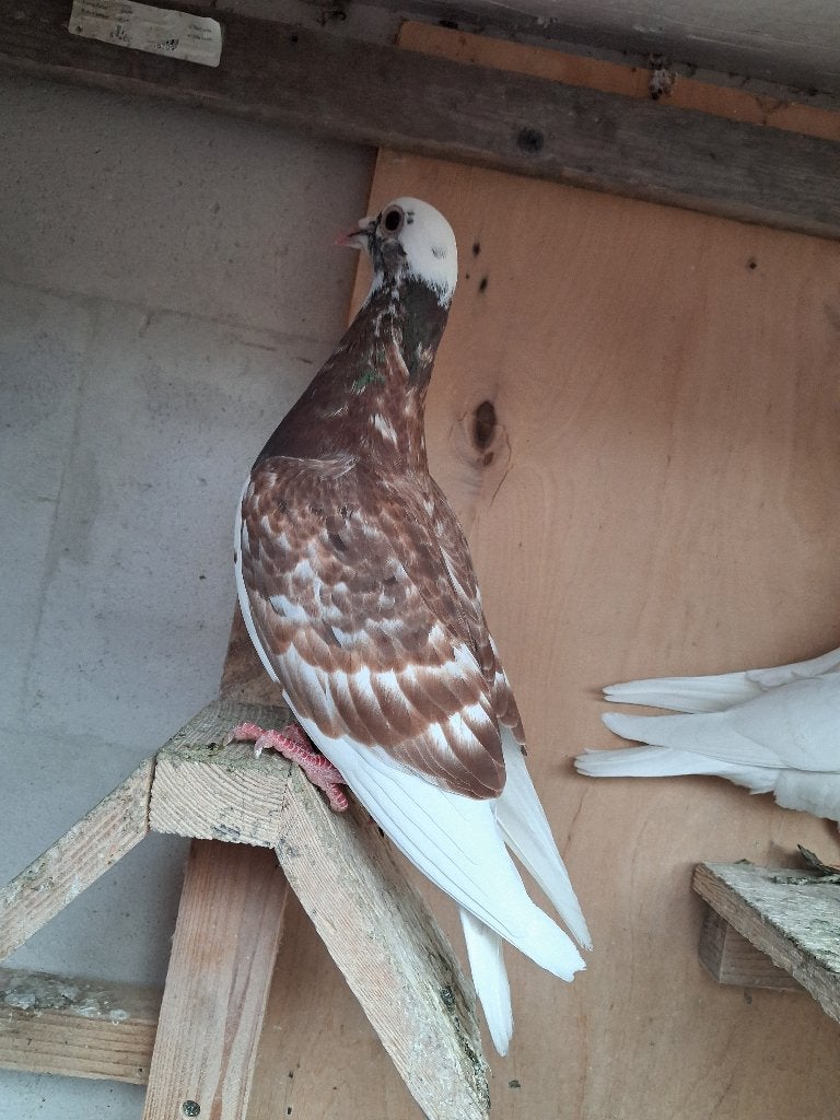 Reisduif, Plusieurs animaux, Pigeon voyageur