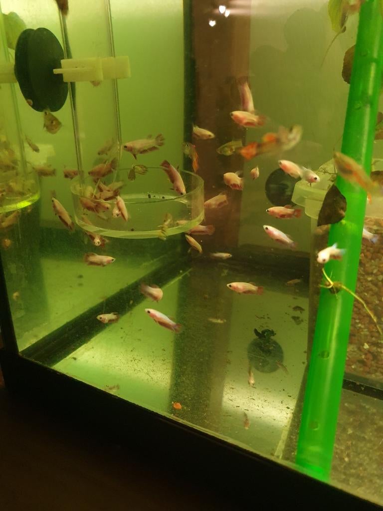Baby betta rood/fulmoon,sta ook foto's bij man/vrouw