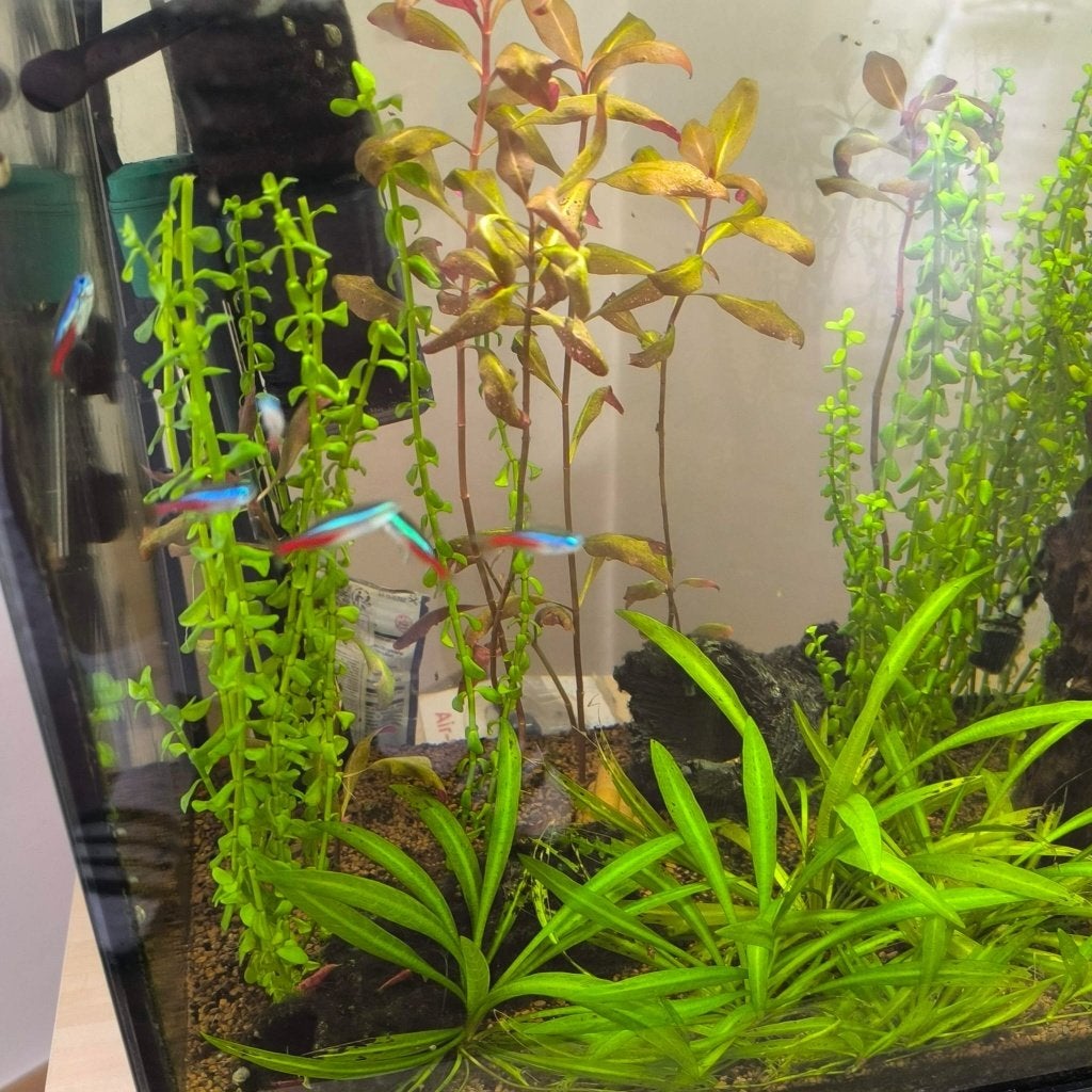 Aquarium + vissen (39liter), Dieren en Toebehoren, Ophalen, Superfish, Pomp, Gevuld zoetwateraquarium