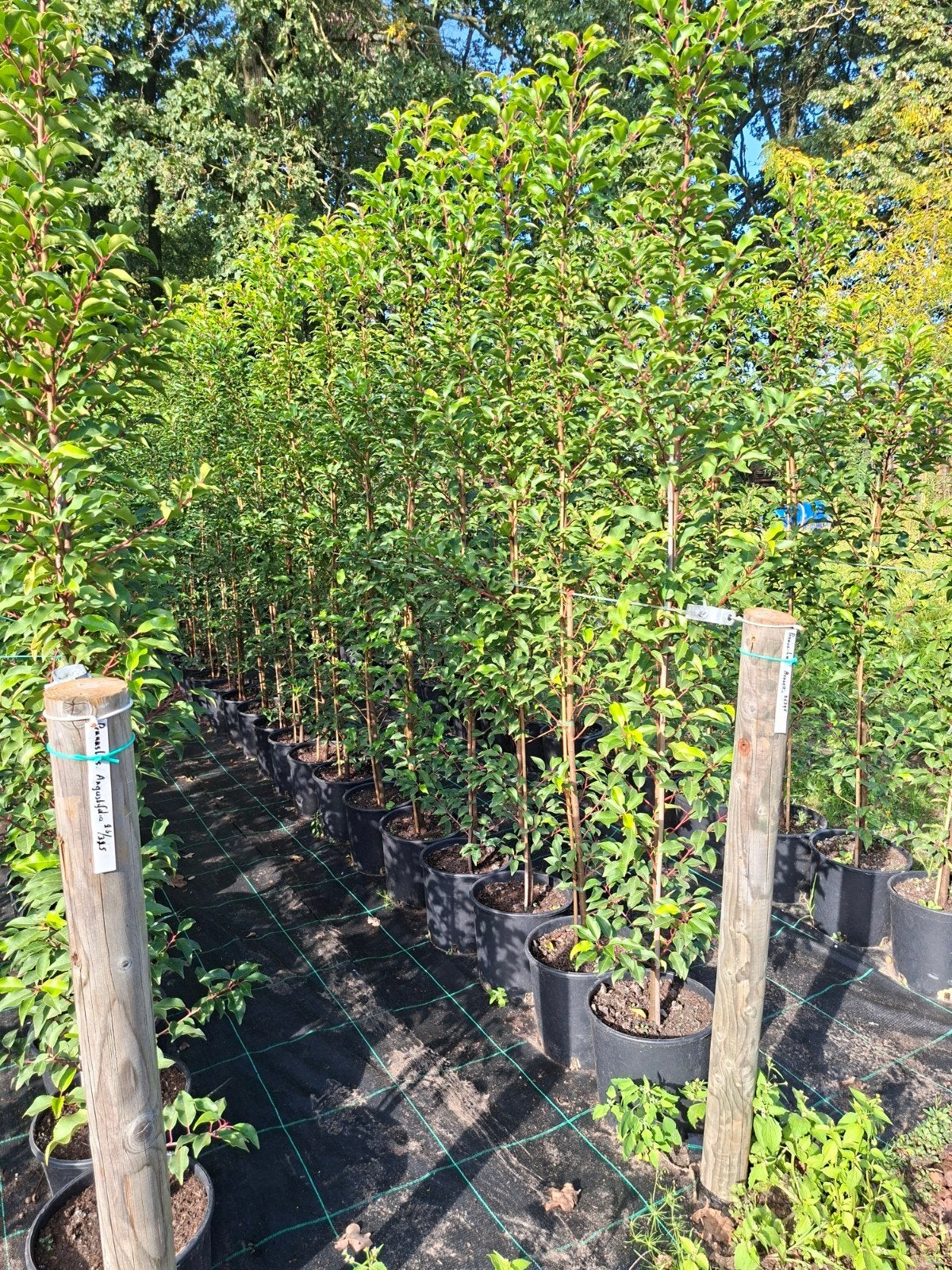 Prunus haag, Ophalen