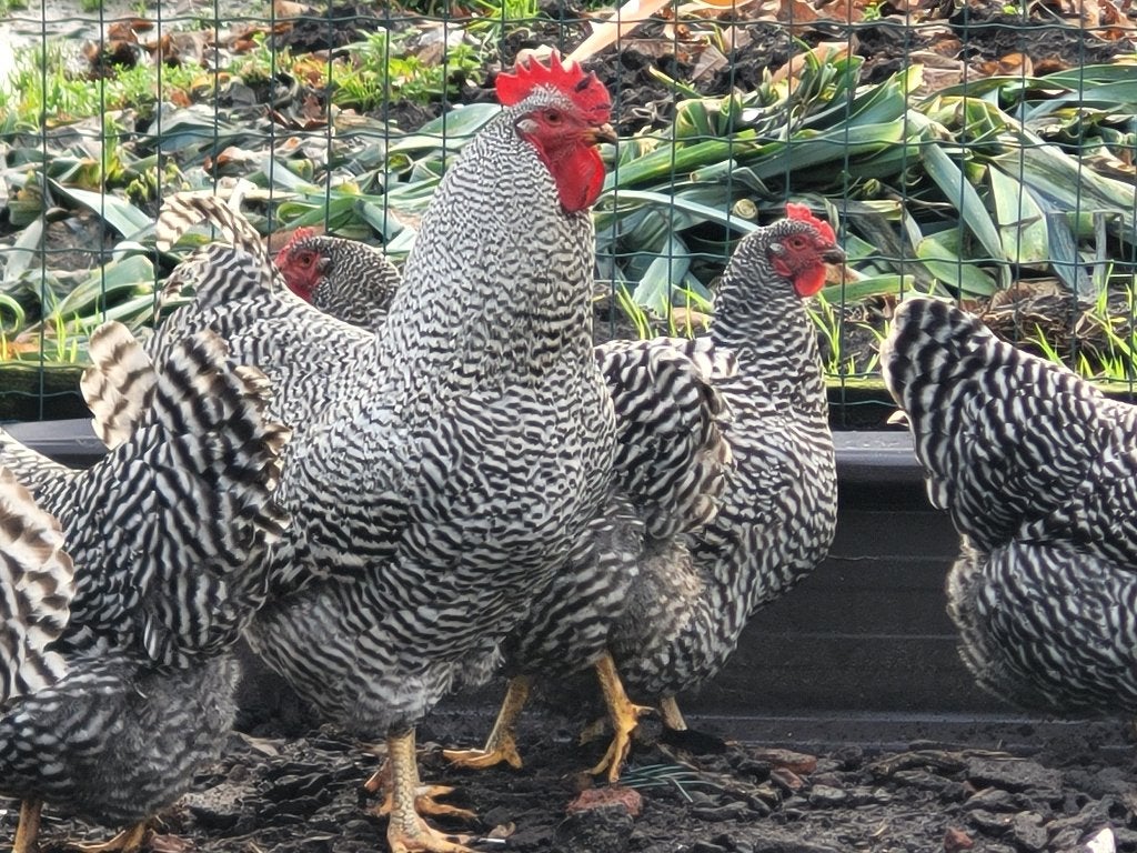 Broedeieren Amrock, Dieren en Toebehoren