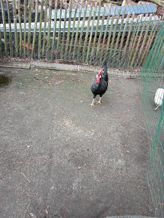 zwarte LEGHORN haan 15€., Dieren en Toebehoren, Pluimvee, Mannelijk, Kip