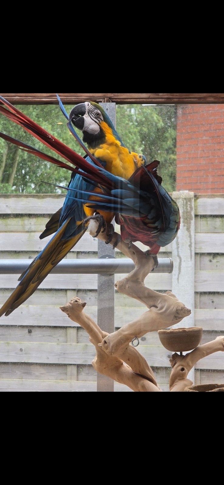 ara's, Dieren en Toebehoren, Vogels | Parkieten en Papegaaien