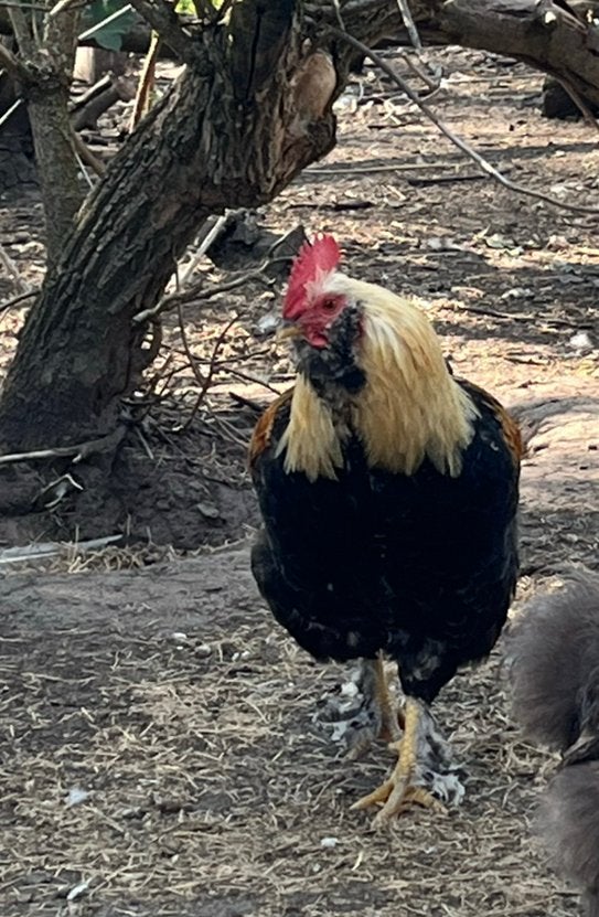 Mooie kleurrijke haan. 1-2 jaar oud, Mâle, Poule ou poulet