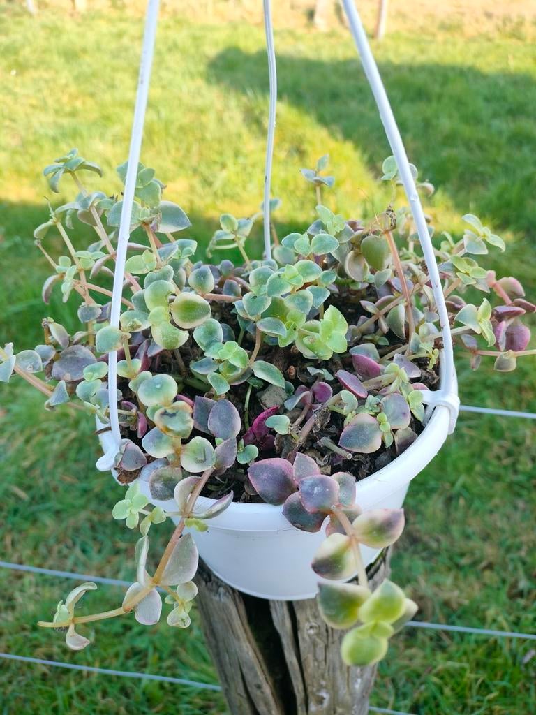 Crassula marginalis, Enlèvement, Plante succulente