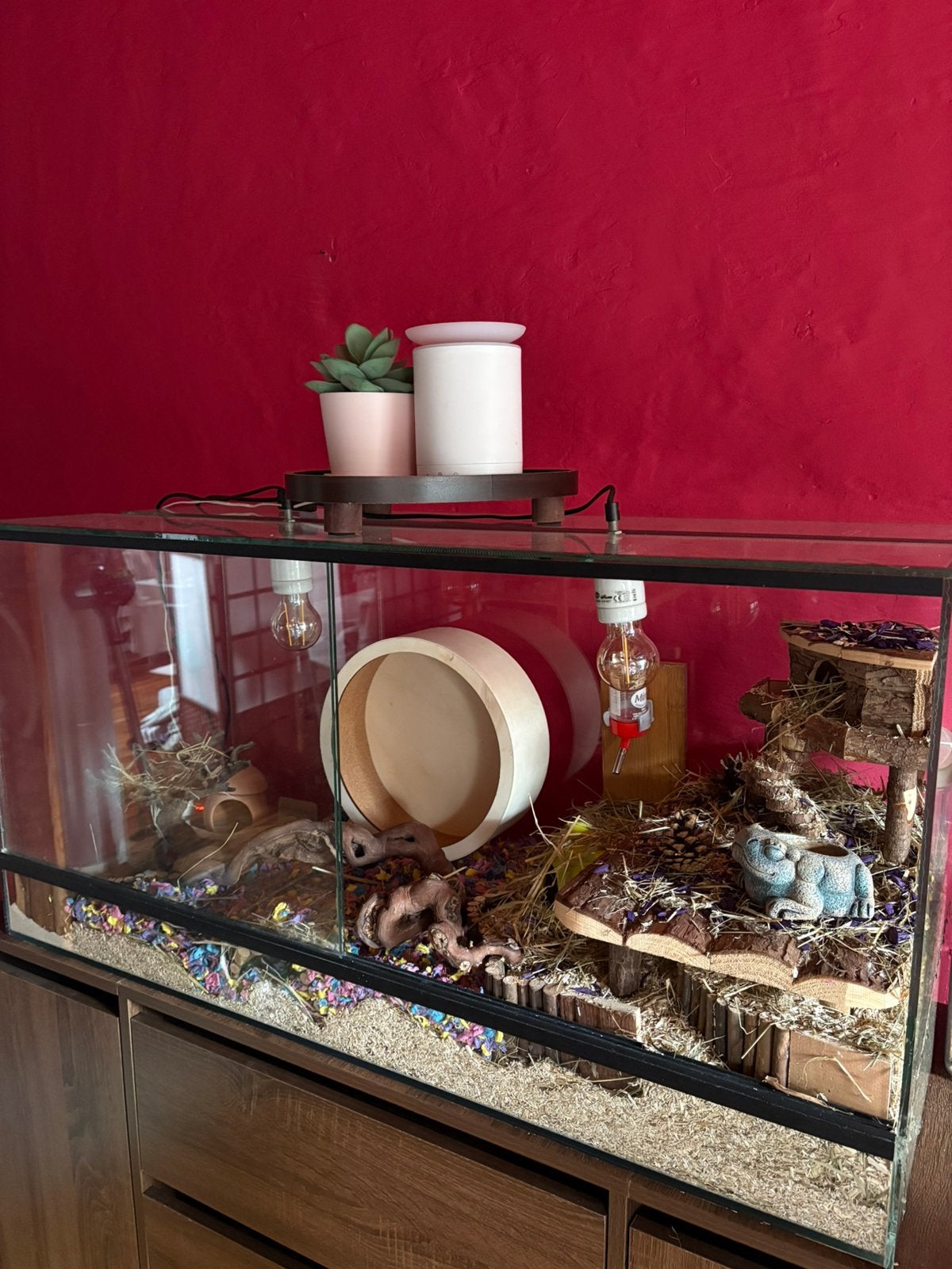 Terrarium, Animaux & Accessoires, Rongeurs & Lapins | Cages & Clapiers, Moins de 60 cm, 75 à 110 cm, Cage, Enlèvement