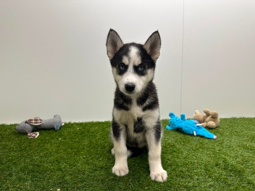 Chiots Husky de Sibérie, Hépatite contagieuse (maladie de Rubarth), Plusieurs, Chien de traîneau, Belgique