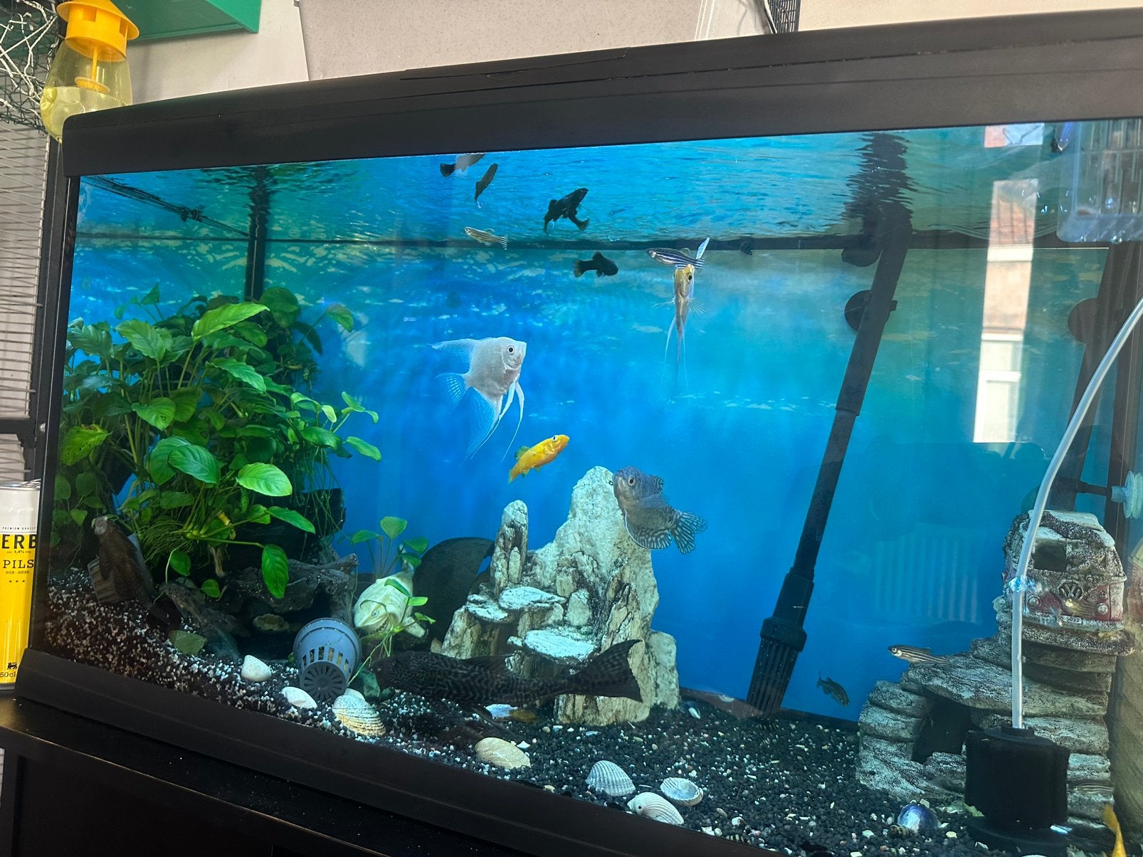 aquarium met vissen en extern filter, extern heather, Vis
