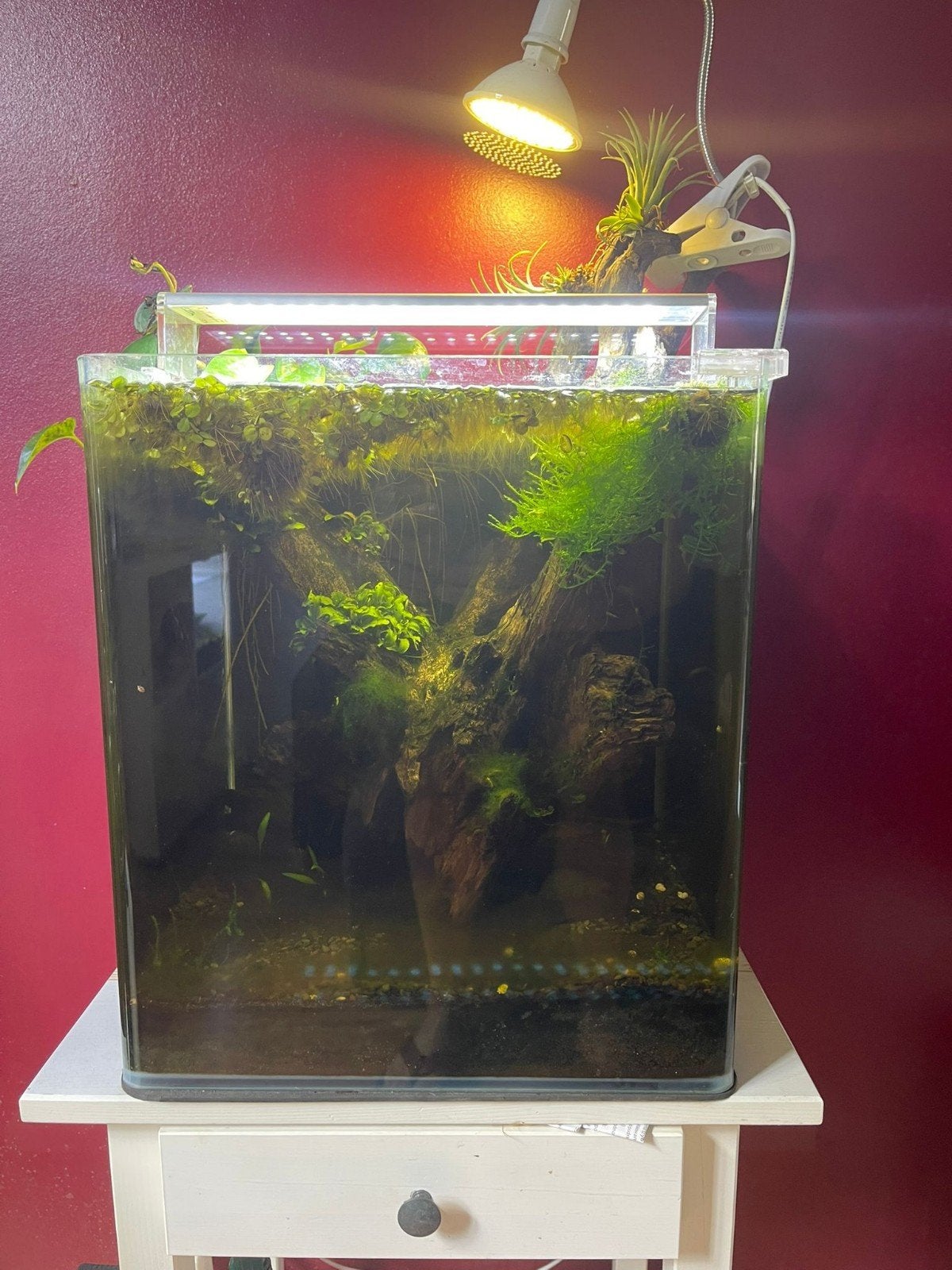 Terrarium vivarium aquarium, Enlèvement, Comme neuf, Aquarium d'eau douce rempli, Autres marques
