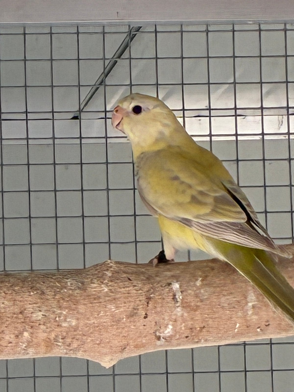 Roodrugparkiet. Bleekkoprosella valkparkieten te koop, Animaux & Accessoires, Oiseaux | Perruches & Perroquets, Bagué