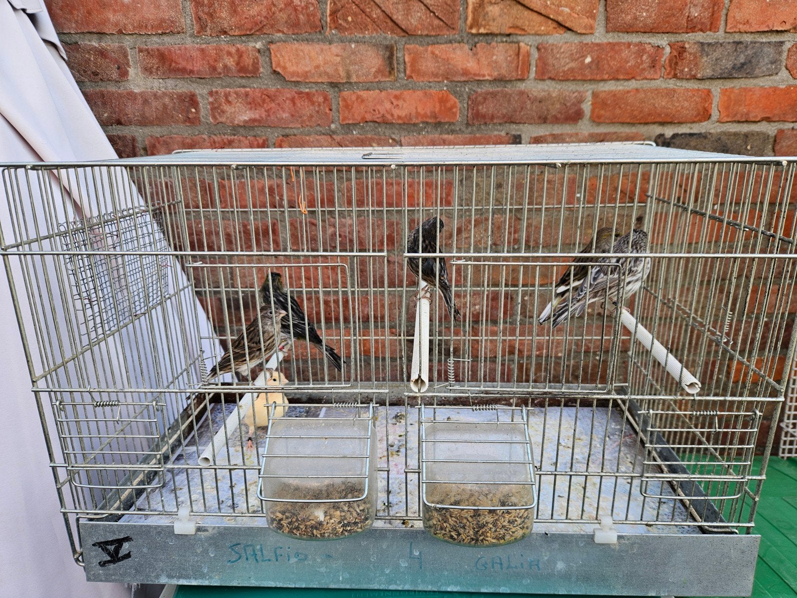 canaris + cage