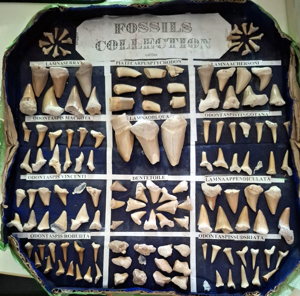 Collection de fossiles - dents de requin +/- 100 pièces, Collections, Envoi, Fossile