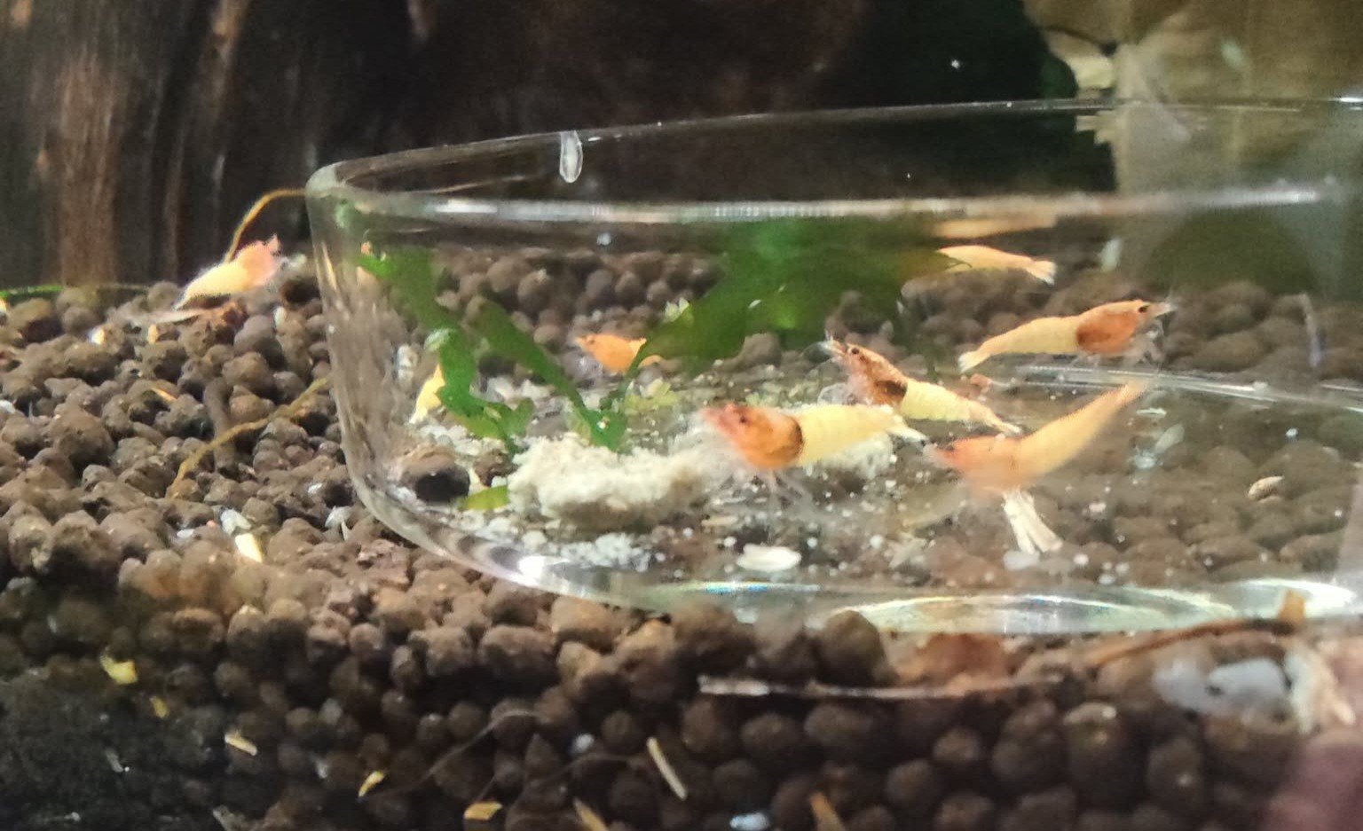kweekgroep red steel garnalen (caridina), Animaux & Accessoires, Poissons | Poissons d'aquarium, Homard, Crabe ou Crevette, Poisson d'eau douce
