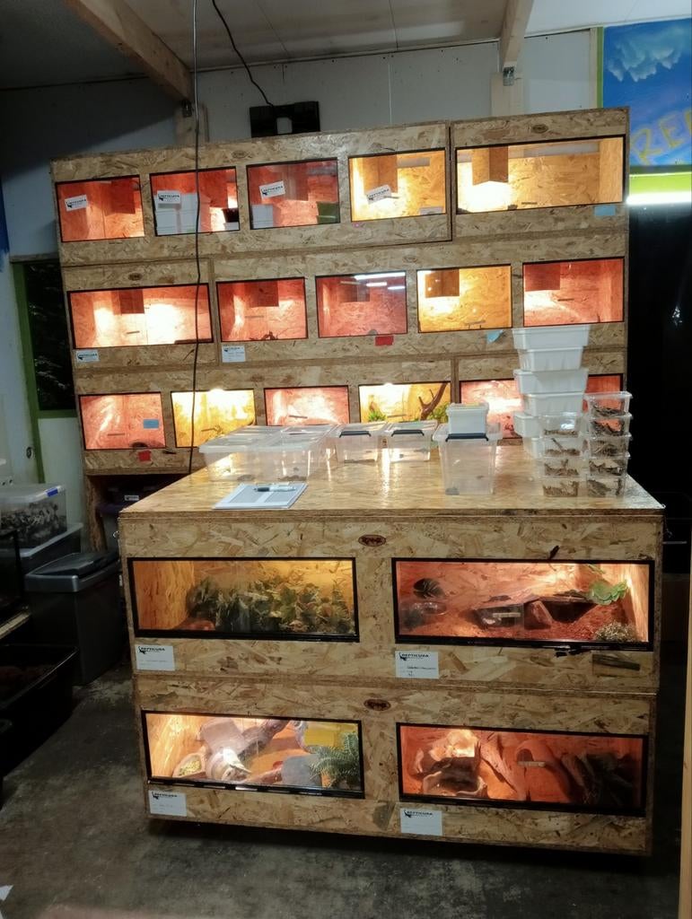 Osb3 terrarium RepHouSZ. Ook maatwerk, Enlèvement, Neuf, Terrarium ou Paludarium