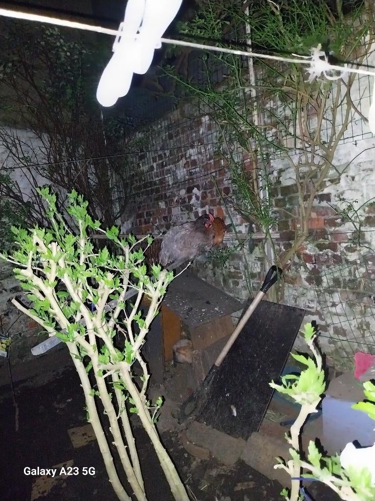 Poule a vendre, Animaux & Accessoires, Femelle, Poule ou poulet