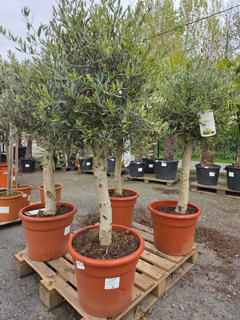 Olijfboom Olea Europaea, Tuin en Terras, Ophalen, Olijfboom