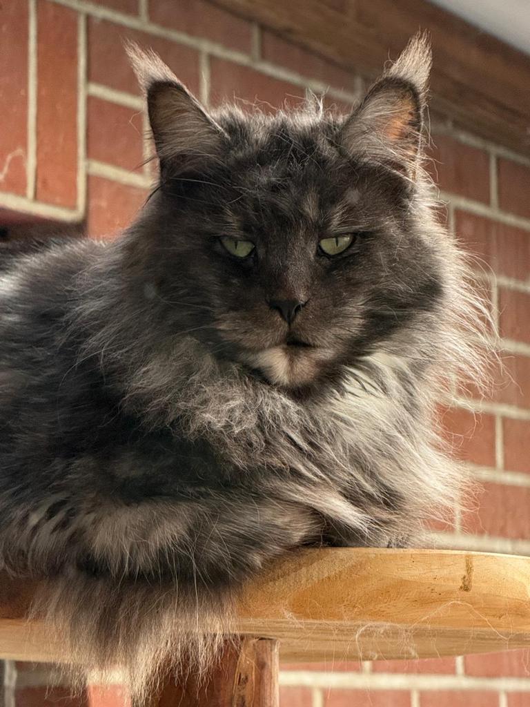 Black Smoke Tortie Maine Coon poes !Verkocht !, Chatte ou Chat, Avec pedigree, 0 à 2 ans