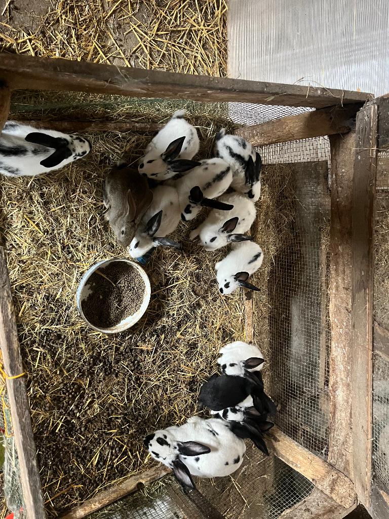 Konijnenjongen, Dieren en Toebehoren, Konijnen