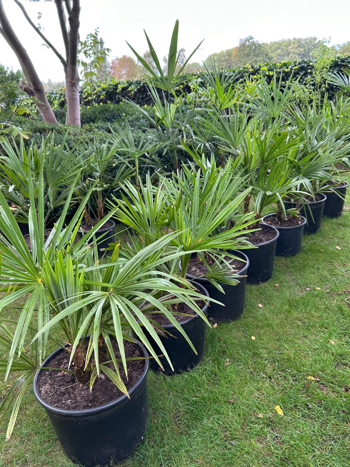 Trachycarpus Fortunei 3 stam, Ophalen