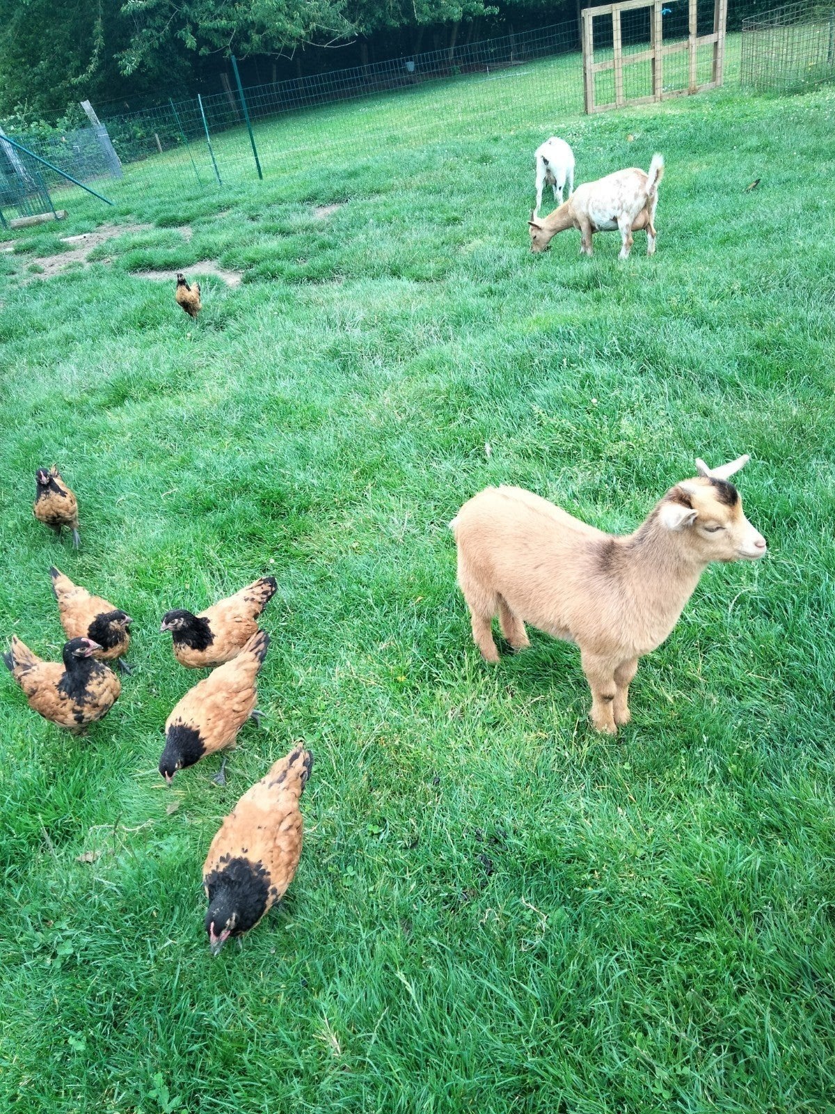 Magnifique couvre-lit ou à louer., Animaux & Accessoires, Moutons, Chèvres & Cochons, Chèvre, Mâle, 0 à 2 ans