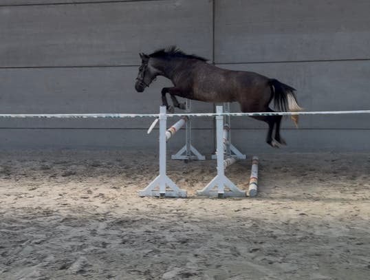 D-pony merrie - 4 jaar - prijs otk, Jument, Débourré