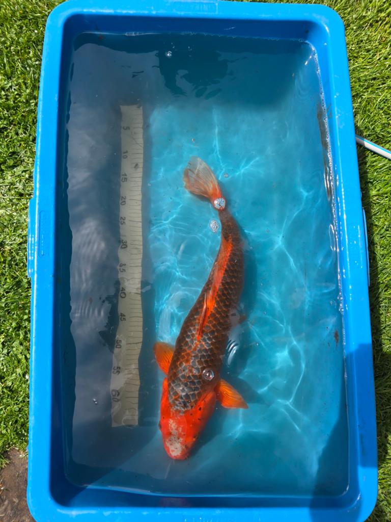 Hi Asagi Japanse koi 55-60cm, Dieren en Toebehoren
