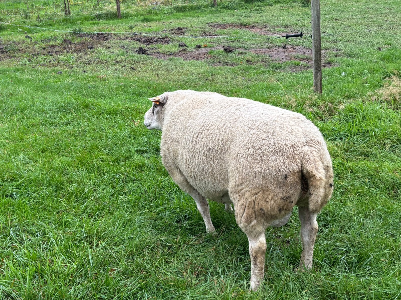 Bok, Dieren en Toebehoren, Mannelijk, Schaap, 0 tot 2 jaar