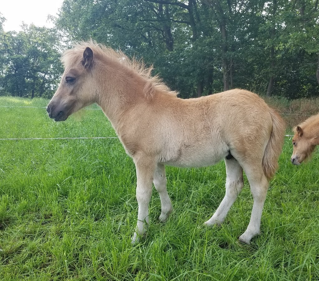 Beaux poulains des Shetland, Avec pedigree, Poney de récréation, Plusieurs animaux, Poney A (jusqu'à 1.17 m)