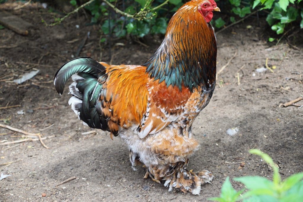 Brahma groothoen, Dieren en Toebehoren, Pluimvee, Mannelijk, Kip