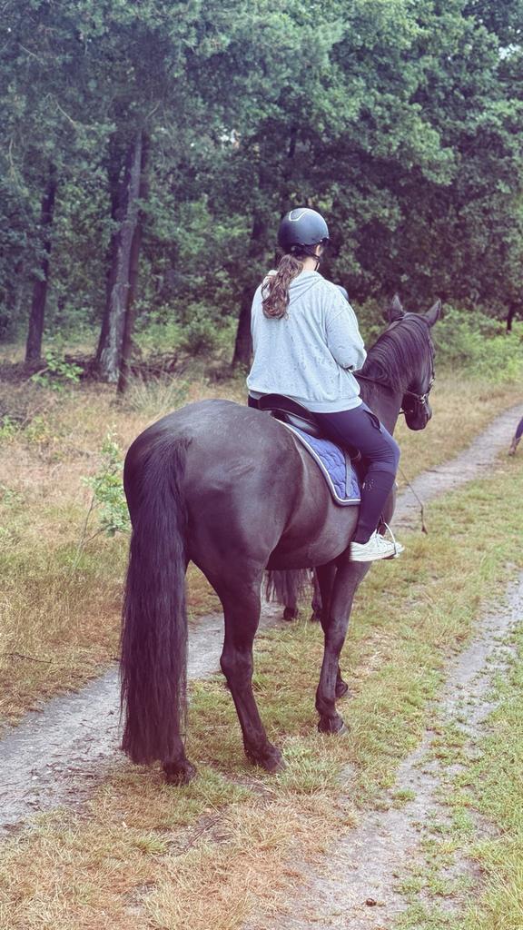 verzorgpaard/ halve stal gezocht., Dieren en Toebehoren, Paarden, Meerdere dieren, Springpaard