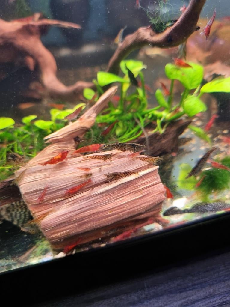 Crevette Neocaridina