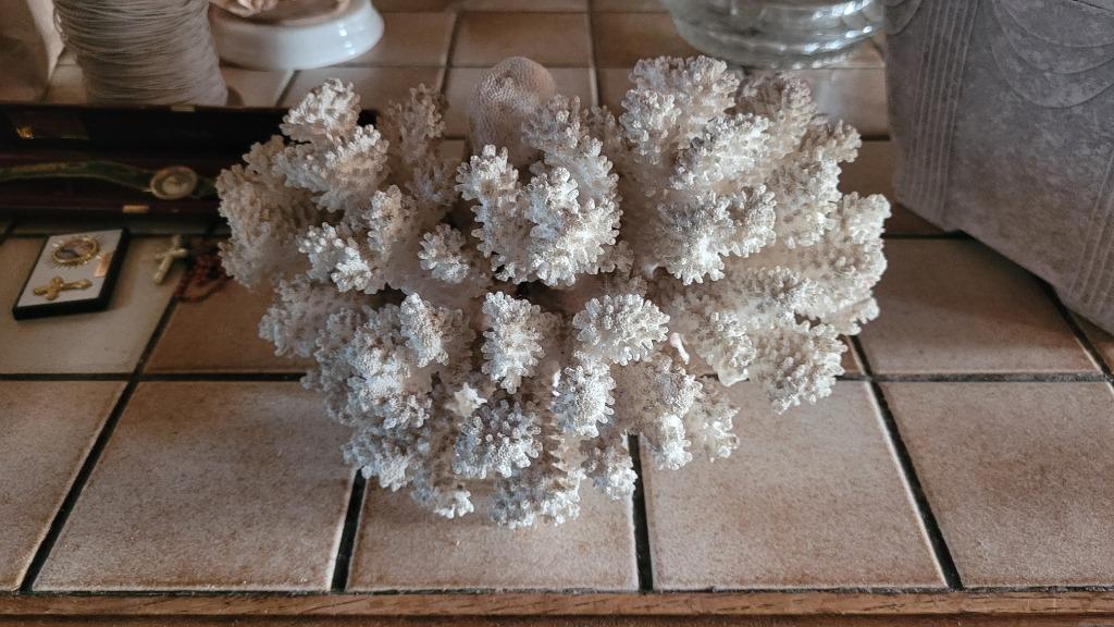 Corail Blanc, Enlèvement