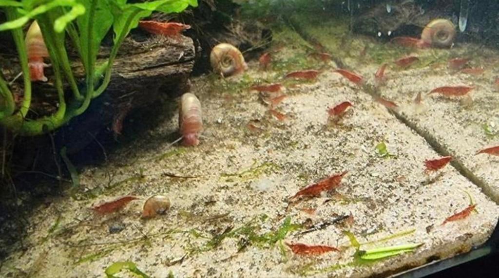 Red sakura garnaaltjes, Dieren en Toebehoren, Kreeft, Krab of Garnaal, Zoetwatervis, Schoolvis