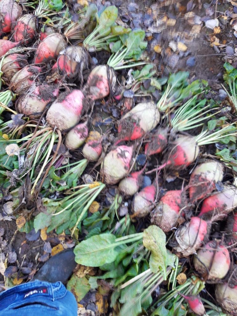 Handgerooide voederbieten, Ophalen