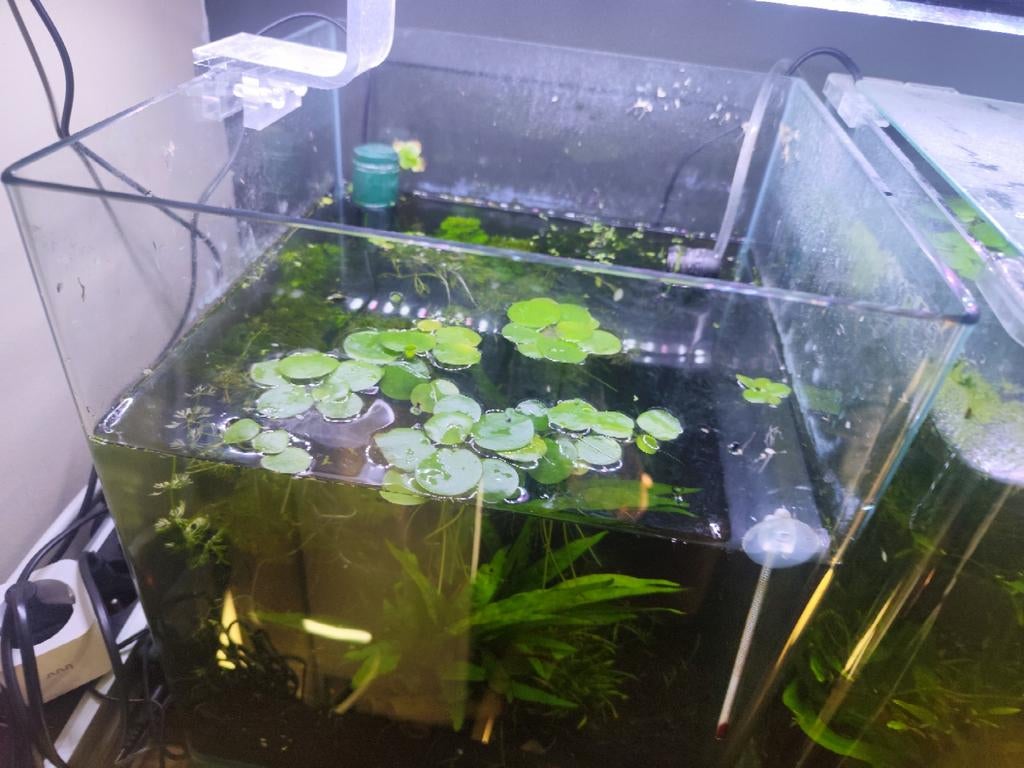 Planten te koop of te ruil javanos drijfplanten, Dieren en Toebehoren, Ophalen of Verzenden