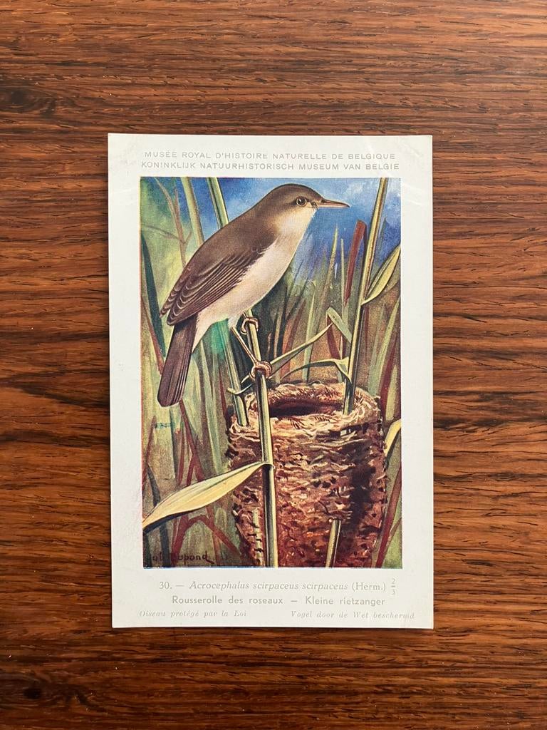 Vogels der Belgische Fauna Nr. 30 kleine rietzanger, Collections, Cartes postales | Animaux, Enlèvement ou Envoi, 1940 à 1960