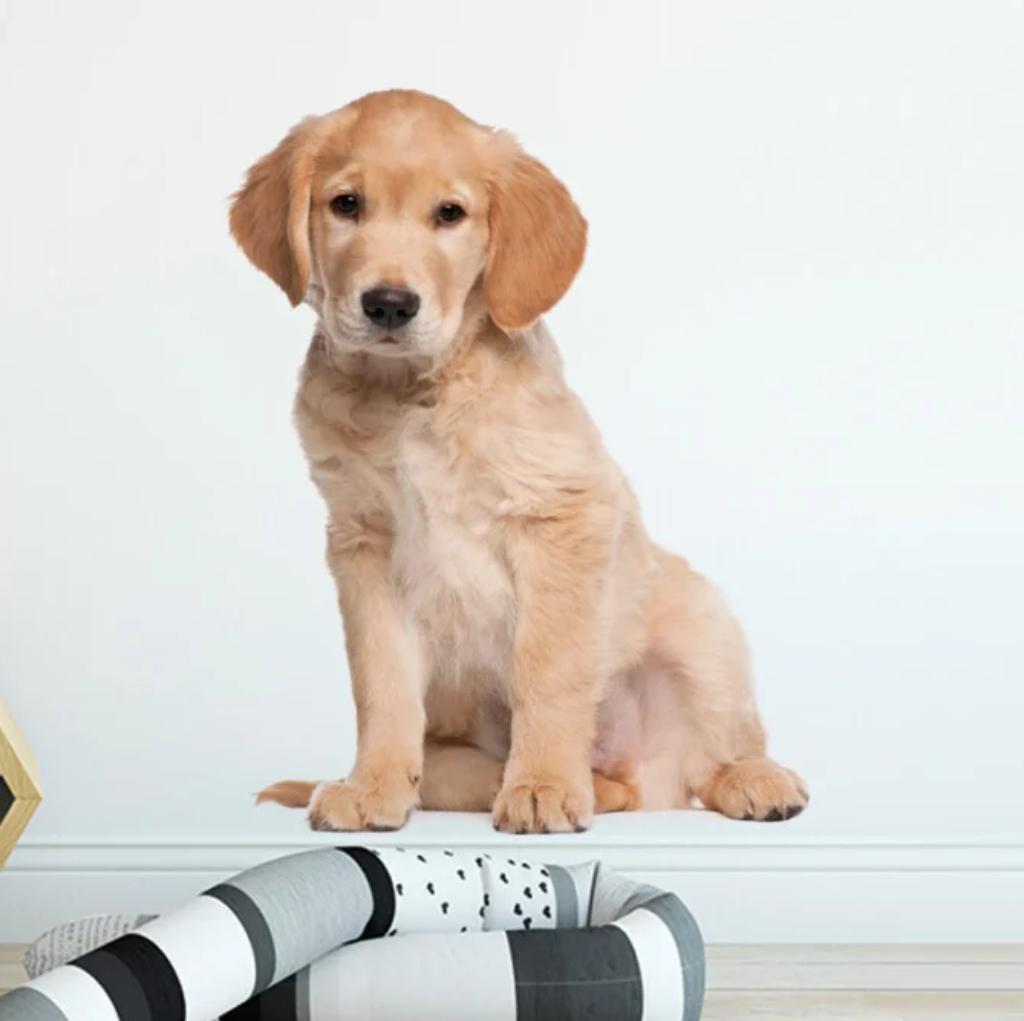 Muursticker XL - Golden Retriever puppy, Ophalen of Verzenden, Nieuw