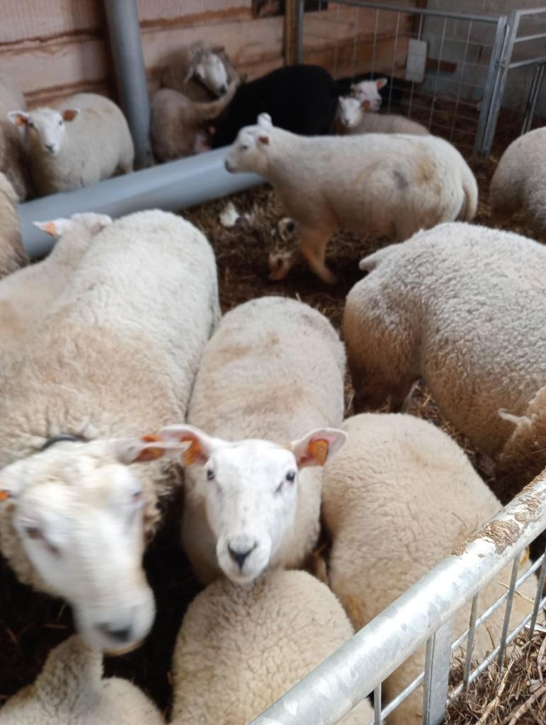 Oooi en ramlammeren, Plusieurs animaux, Mouton, 0 à 2 ans