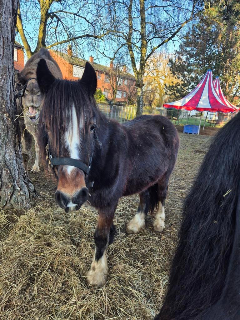 Jeune irish cob mal, Enlèvement