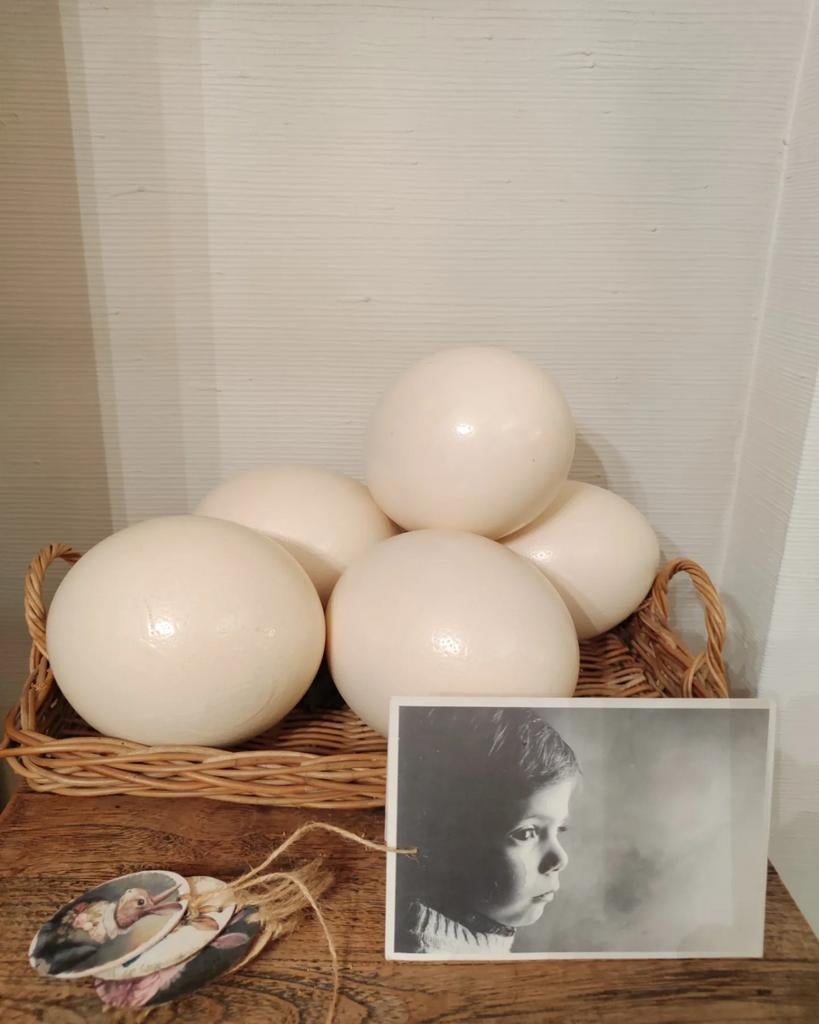 Oeufs d'autruche de décoration neufs, Enlèvement, Neuf