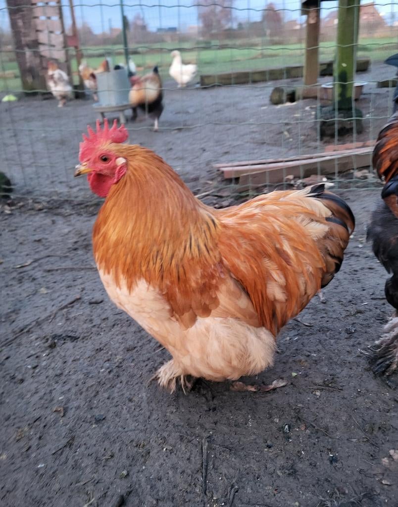Jeune coq Pékin fauve
