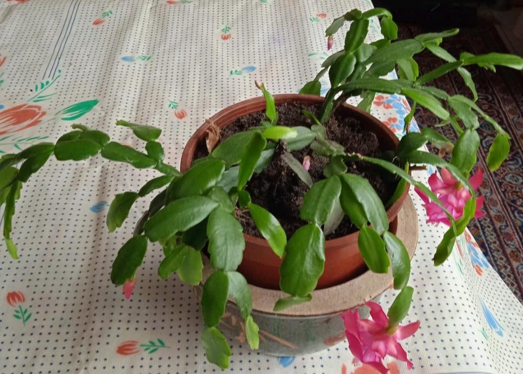 Kerstcactus die mooi, kleurige bloemen geeft, Huis en Inrichting, Kamerplanten, Ophalen of Verzenden, Vetplant