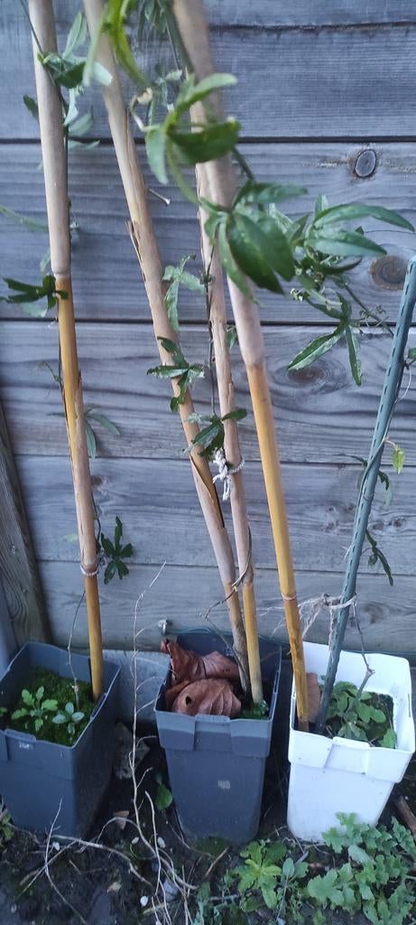 Passiflora, Ophalen, Winter