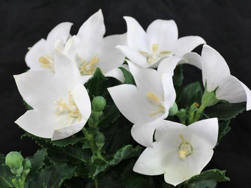 Graines de platycodon blanc Astra, récolte blanche 2025, Enlèvement ou Envoi, Toute l'année, Graine