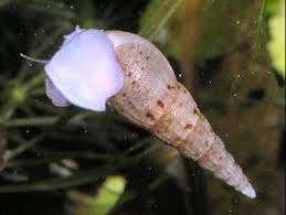 Gratis torenslakjes voor zoetwateraquaria, ook onverwarmd, Slak of Weekdier, Zoetwatervis
