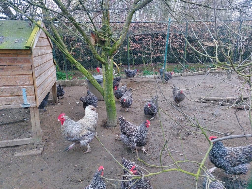 Broedeieren poule de bresse en mechelse koekoek, Dieren en Toebehoren
