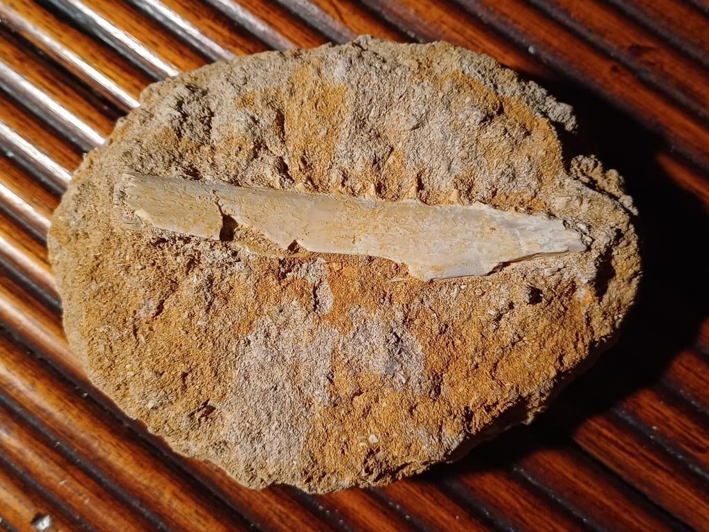 Stukje kaak enchodus - sabeltandharing, Ophalen of Verzenden, Fossiel