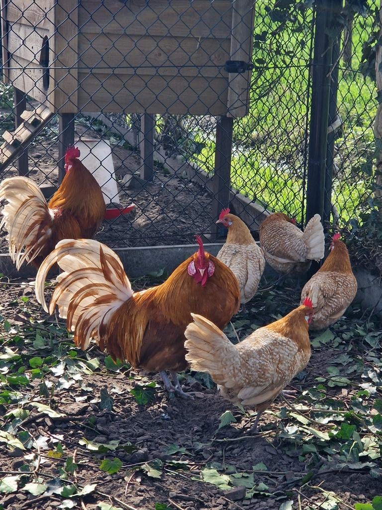 Broedeieren friese hoen, Dieren en Toebehoren