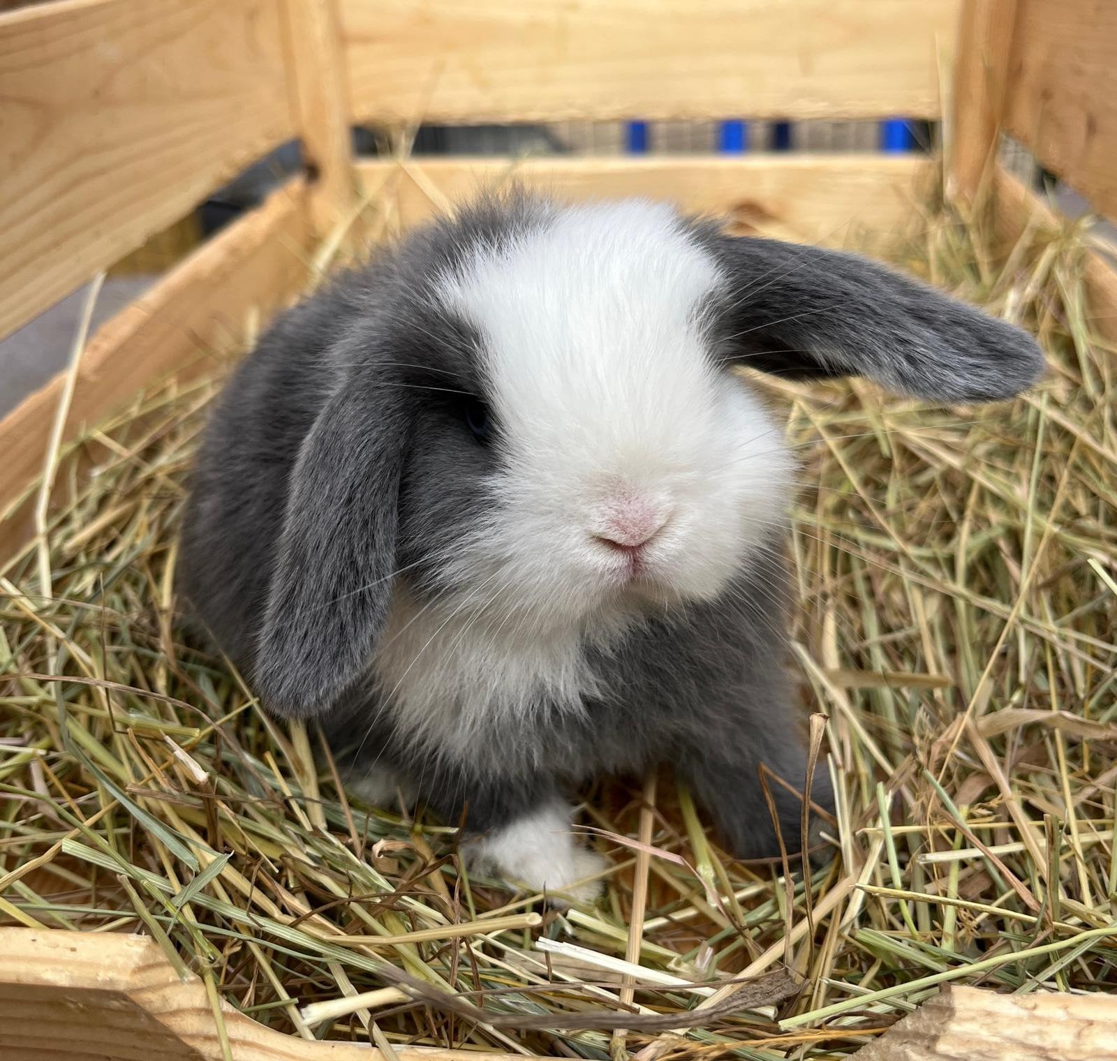 Hangoor dwergkonijntje (minilop x NHD), Mannelijk, Dwerg, Hangoor, 0 tot 2 jaar